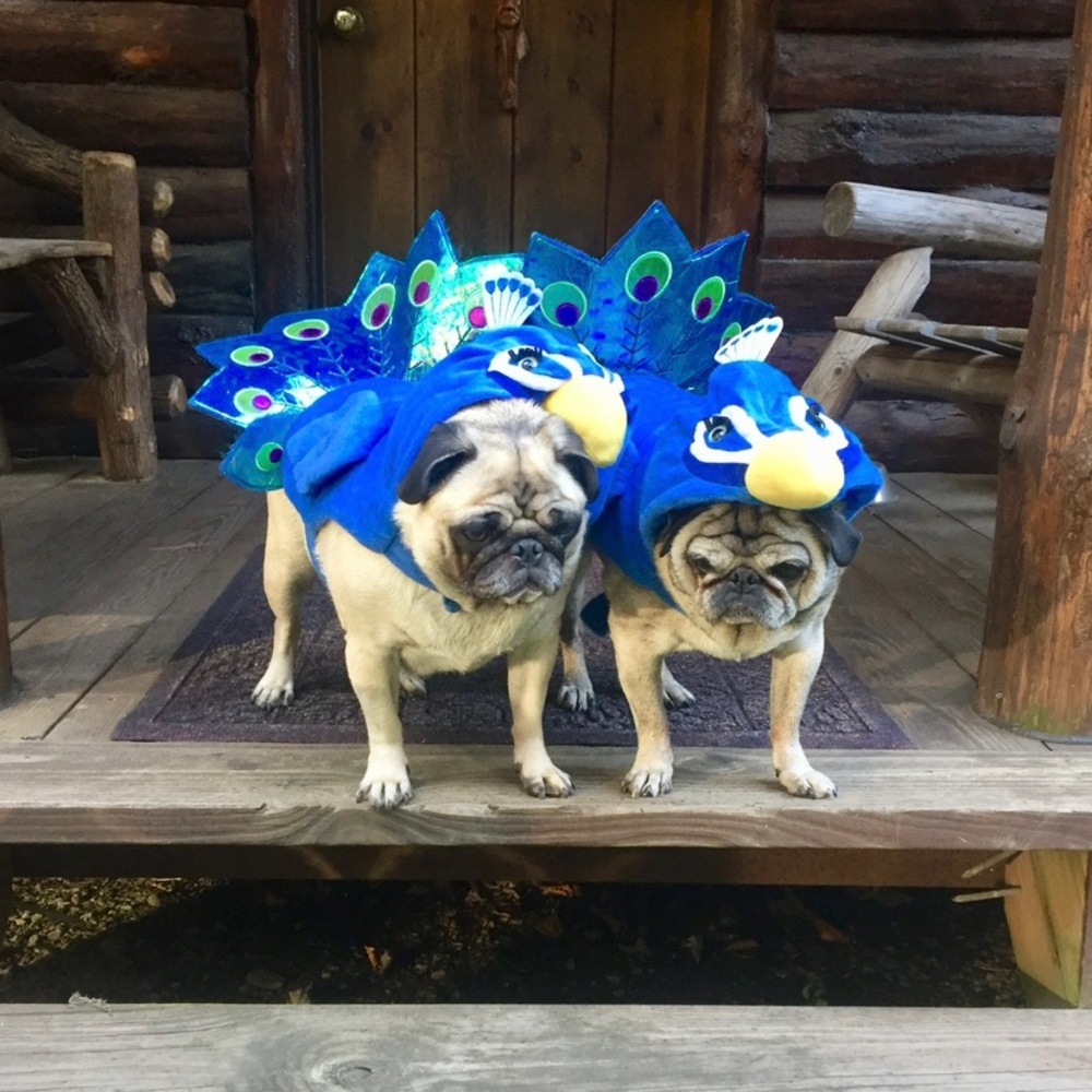 Dog Halloween costume Peacock